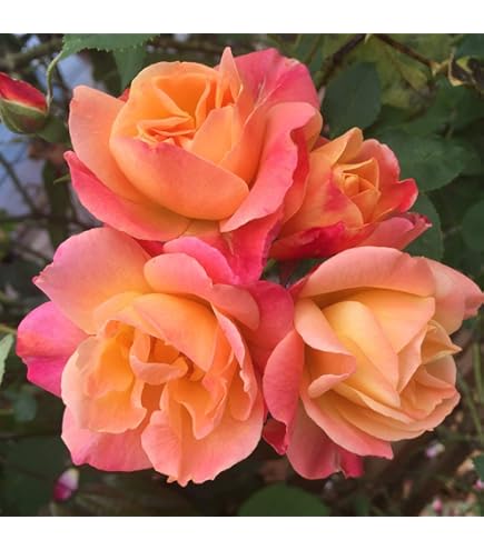 Amazon.com : Heirloom Alba Roses, Live Own Root Plant for Outdoor